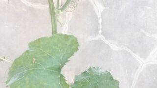 Pumpkin plants grow in humid weather