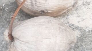 Kitri fruit has grown coconut seedlings