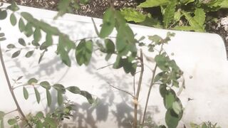 Green Phyllanthus plants grow by themselves between the rocks