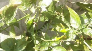 Hot chili pepper tree growing in the garden