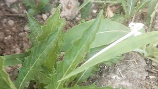 Forest tobacco cubeb leaves on empty land by the roadside