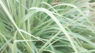 Lemongrass leaves are suitable for mixing with food fragrances
