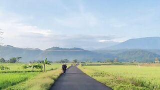 Langkah Pagi di Persawahan Desa