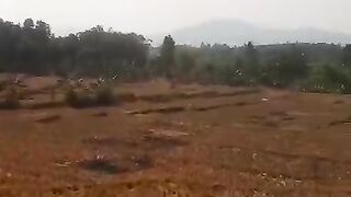 Newly harvested rice fields