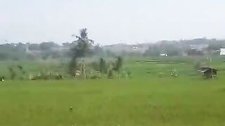 Rice field area that has just been planted with seedlings