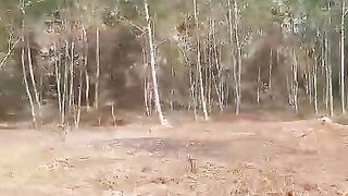 Albasiah tree plantation is about 2 years old