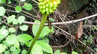 Green flower