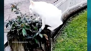 Kondisi Langka pada Kucing‼️