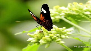 Aadaraneeya neranjana....///// IMAGE VIDEO SONG