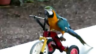 Funny Animals Macaw Parrot bird riding a tricycle #macaw #macaws #bird #birds # talking_bird #funny