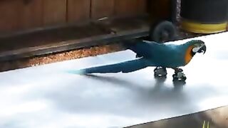 Funny Animals Macaw Parrot bird on Rollerblades #macaw #macaws #bird #birds # talking_bird #funny