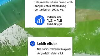 Catfish vs tilapia 2