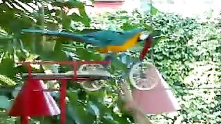 Funny Animals Macaw parrot riding a bicycle on a wire in the air #macaw #macaws #bird #birds