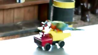 Funny Animals Macaw Parrot bird riding on a car #macaw #macaws #bird #birds # talking_bird #funny