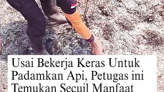 Momen Haru di Tengah Karhutla: Petugas Temukan Singkong yang Langsung Matang dari Dalam Tanah!