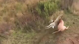 Vc quando és pequeno tens mais agilidade