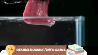 anjing minum air