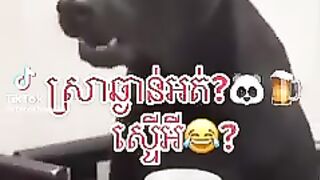 dog funny video 3