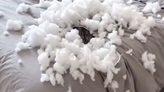 You left the cat alone in the bedroom 😂🐱 | What happened next?!