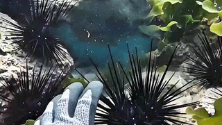 Something HUGE Is Moving Beneath the Diver… 🌊😳