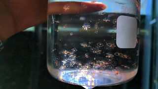 Dense Group of Transparent Jellyfish Floating Underwater in Aquarium 4K 2
