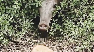 **Have You Ever Seen an Animal This Strange?! 😳🦁 | Nature’s Weirdest Creature**