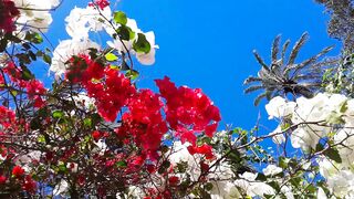 flowers 5