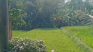 Sawah from Indonesia