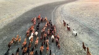 Beautiful Horse Farm in the USA 🇺🇸🐎 | Peaceful Country Life