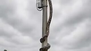 Cobra gigante