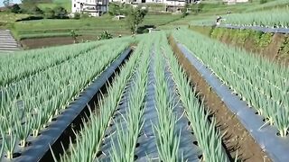 How to plant onion in village