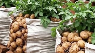 How to plant potatoes in town