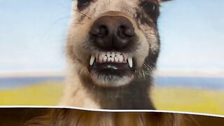 fun animal