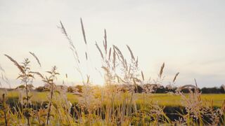 Cinematic video shorts vibes