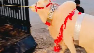 #shorts #viral#cow #allah