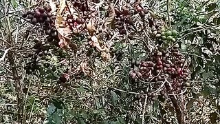 Ethiopia Coffee