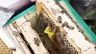 Ставим маточник в нуклеус