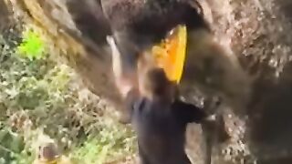 Безумец на скале добывает мёд среди роя диких пчёл!