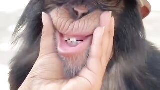 monkeys are so friendly #monkey #wildlife