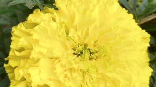 Natural flowers 🌹🌹🌹 video