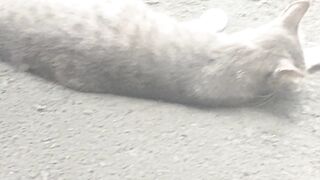 Cute cat can sleep on the road