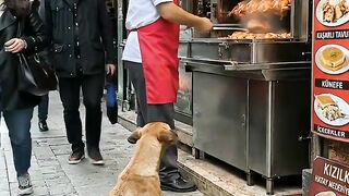 😝A_very_kindhearted_man_fed_the_dog_and_her_puppies(720p)