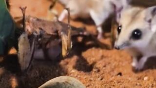 The Cutest Carnivore You’ve Never Heard Of