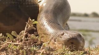 Amazon- Crawling Anaconda.mp4