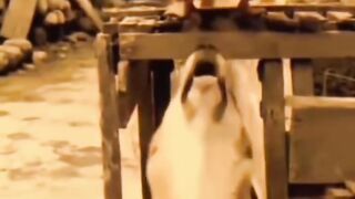 Funny videos????????????? 2