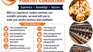 Consultant in poultry farming and feed mills production
