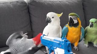 comic parrots