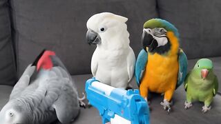 Comic Parrots 2
