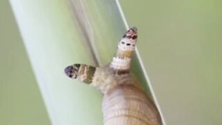 This Parasite Turns Snails Into Zombies