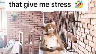 Don't give me stress 😬 am not your mald